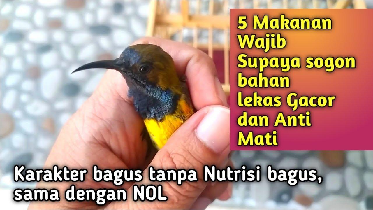 Daftar Gacor XL: Tips dan Trik Ampuh Agar Burung Cepat Gacor